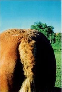 Urticaria an der Kruppe eines Süddeutschen Kaltblutpferdes – Hautreizungen am Rücken- und Kruppenbereich, Beispielanwendung von Guggi’s Equi-Sommex zur Verbesserung des Hautzustands.