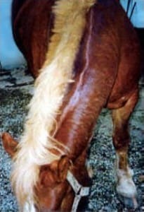 Urticaria am Mähnenkamm eines Süddeutschen Kaltblutpferdes – Hautirritation durch Allergien oder Parasitenbefall, Beispielanwendung von Guggi’s Equi-Sommex zur Linderung des Juckreizes