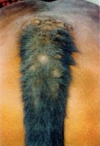 Urticaria an der Schweifrübe eines Süddeutschen Kaltblutpferdes – Hautreizung und Schwellung durch Sommerekzem, Beispielanwendung von Guggi’s Equi-Sommex.